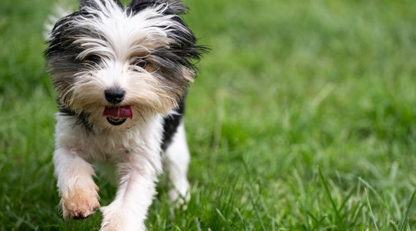 La Contea del Vignolo Fiorito - Allevamento Biewer Terrier Graffignana certificato