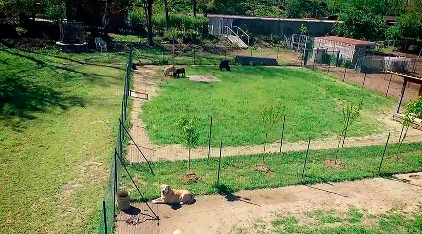 La Contea del Vignolo Fiorito - Allevamento cani di razza Graffignana certificato