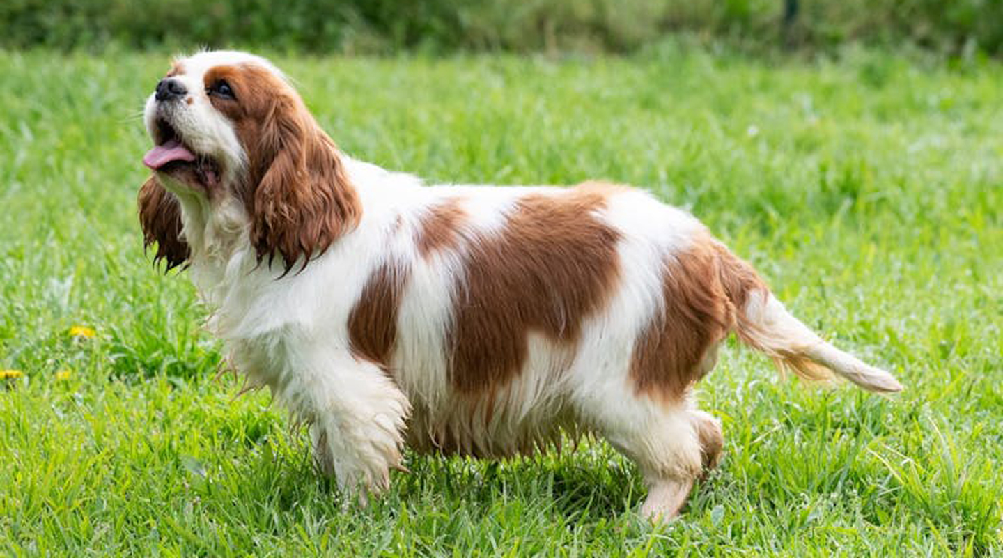 La Contea del Vignolo Fiorito - Allevamento Cavalier King Charles Spaniel Graffignana certificato