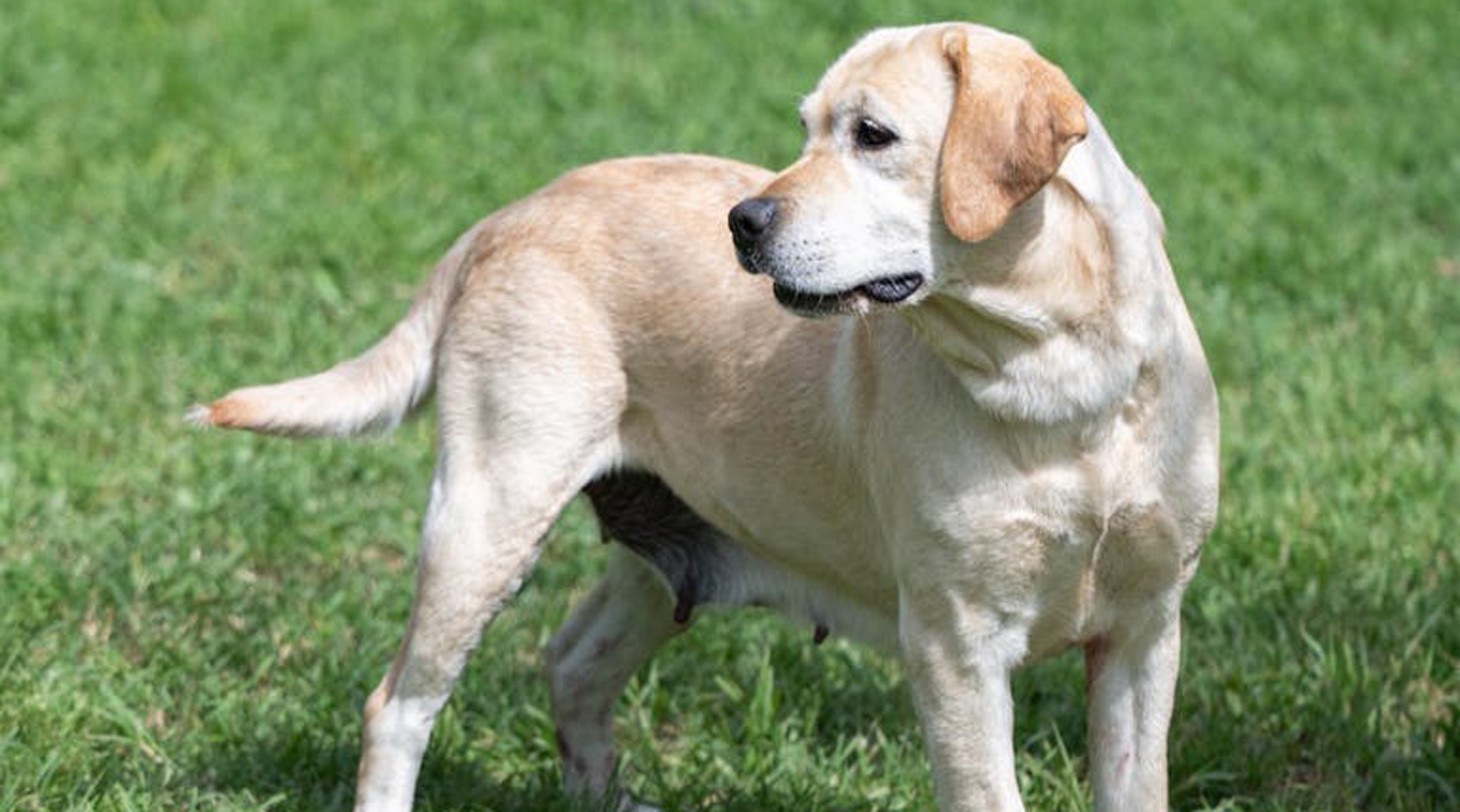 La Contea del Vignolo Fiorito - Allevamento Labrador Retriever Graffignana certificato