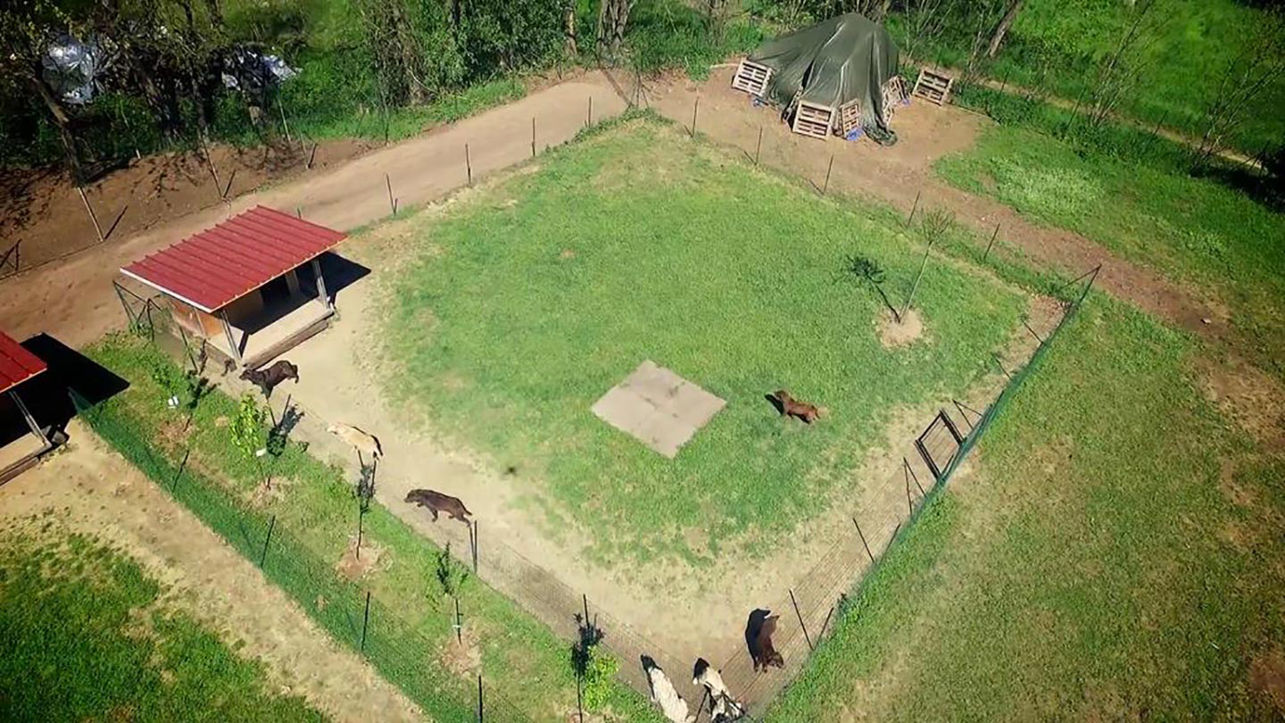 La Contea del Vignolo Fiorito - Allevamento cani di razza certificato Lodi e provincia