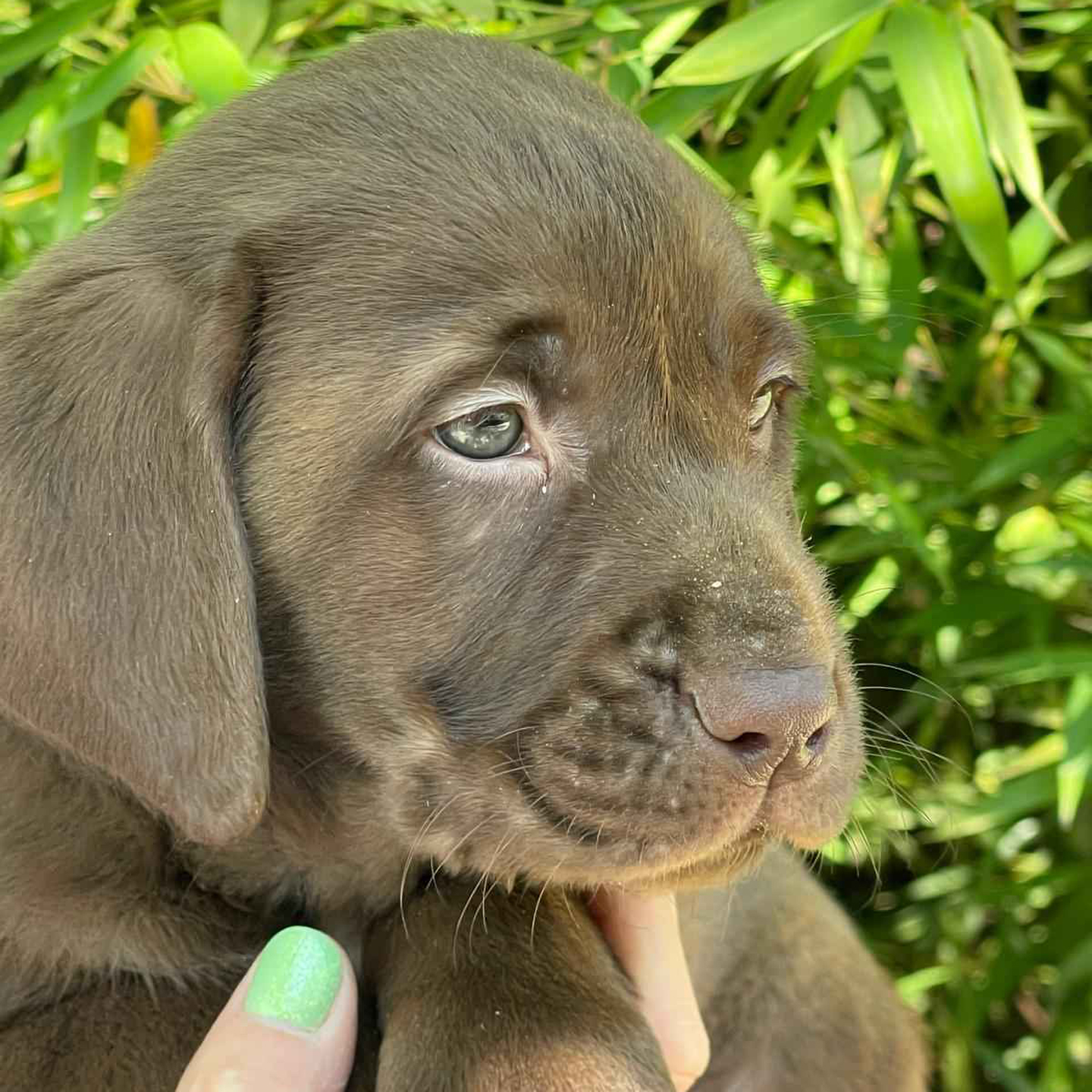 La Contea del Vignolo Fiorito - Vendita cuccioli di Labrador chocolate in provincia di Lodi