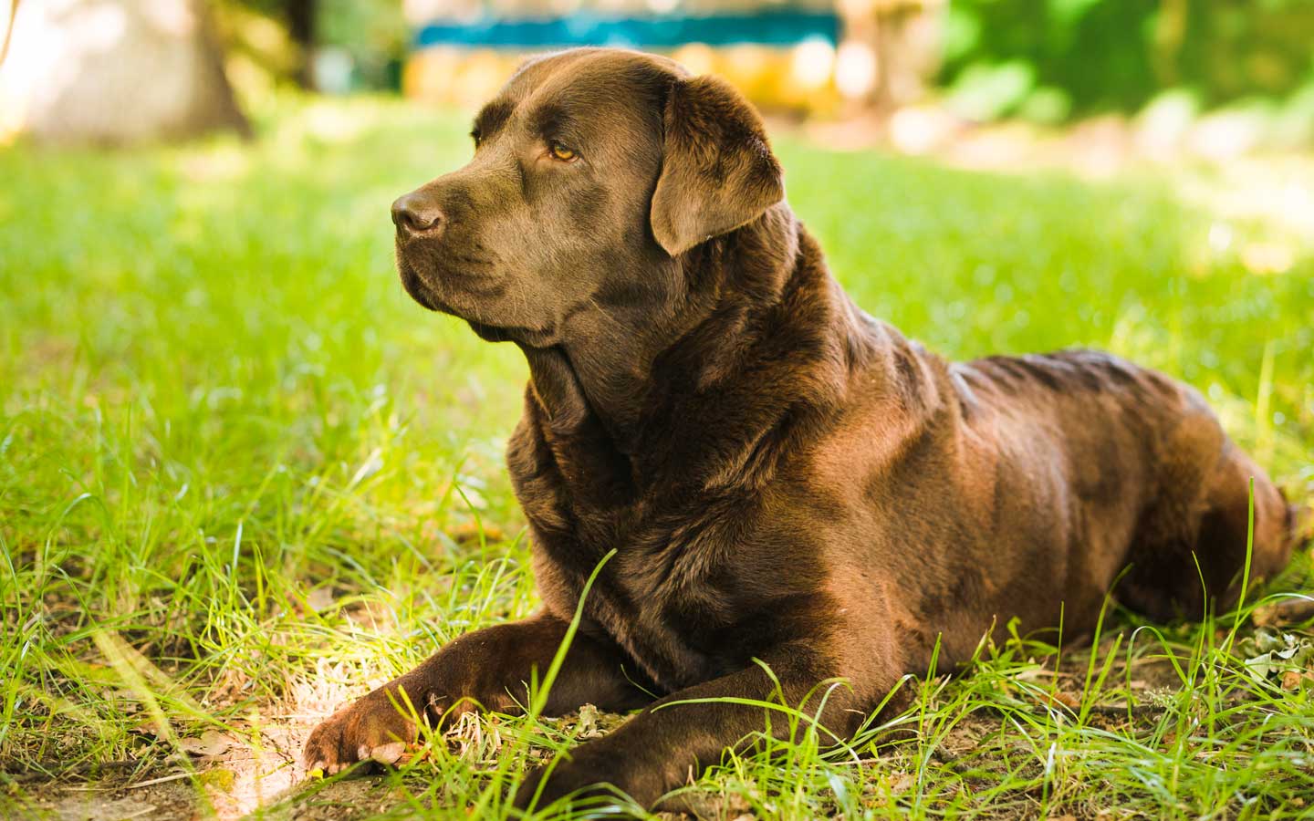 La Contea del Vignolo Fiorito - Allevamento certificato di cani di razza a Graffignana, in provincia di Lodi